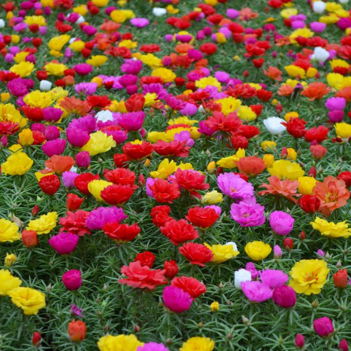 🌼5000+ Four Season Mixed Moss Rose Seeds