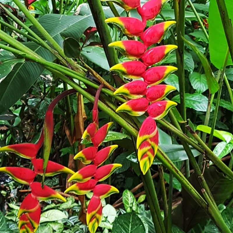 🦜Paradiesvogelblume Samen