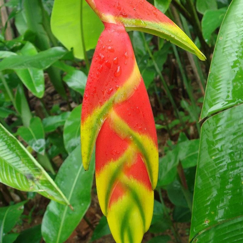 🦜Paradiesvogelblume Samen
