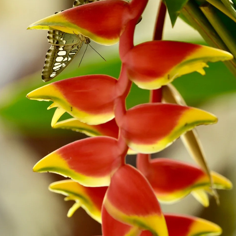 🦜Paradiesvogelblume Samen