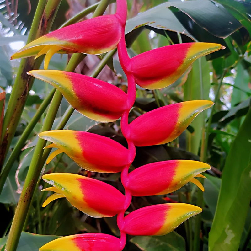 🦜Paradiesvogelblume Samen