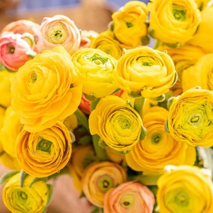 🌸 Perennials Ranunculus  Mixed color Plants  - Garden Flower Seeds