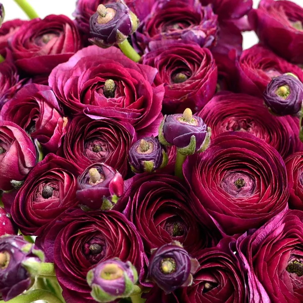 🌸 Perennials Ranunculus  Mixed color Plants  - Garden Flower Seeds