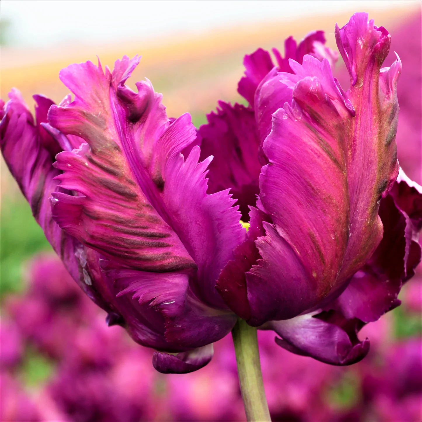 🌷Double  Feather Tulips Bulbs