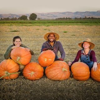 Giant Pumpkin Seeds