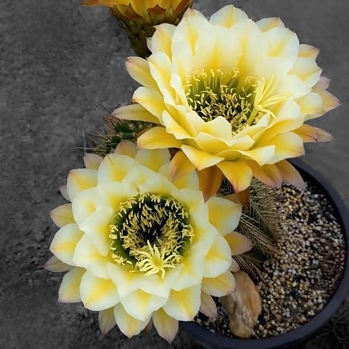 🌵Cactus Flowers Seeds