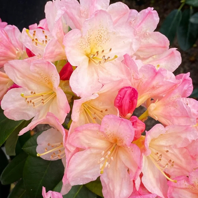 Alpenrhododendron