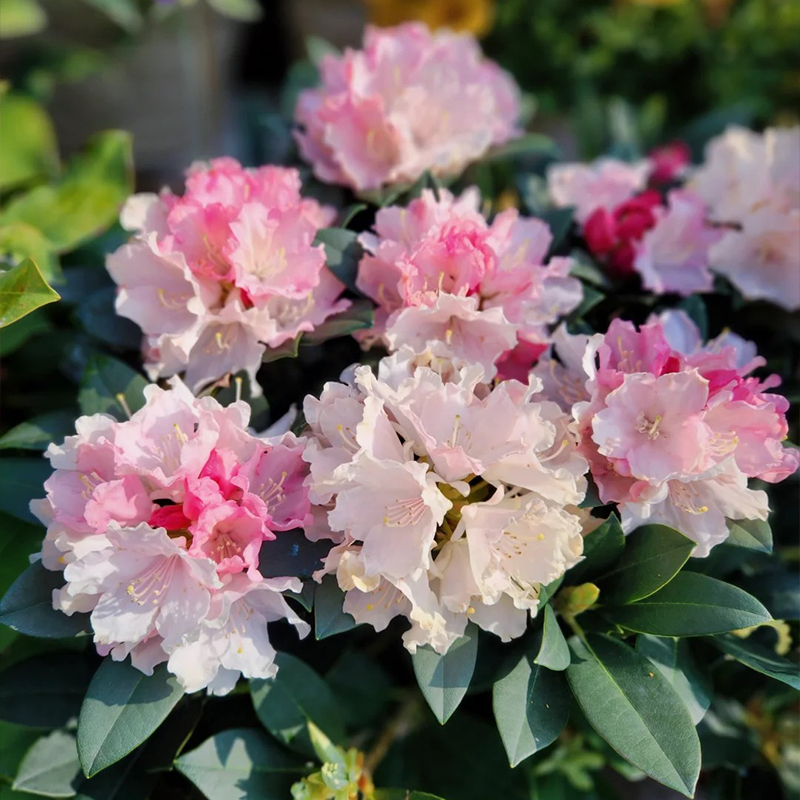 Alpenrhododendron