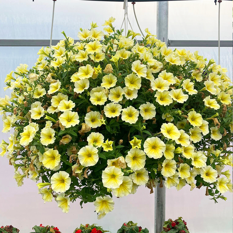 ✨2024 heißer Verkauf💐Morning-Glory-Samen🌈schön und farbenfroh