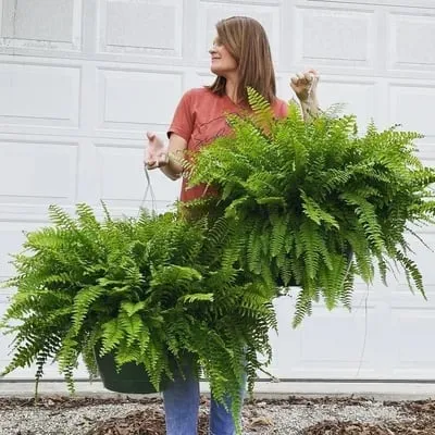 🔥$9.98 On Sale Only Today 🌱 UV-Resistant Lifelike Artificial Boston Fern