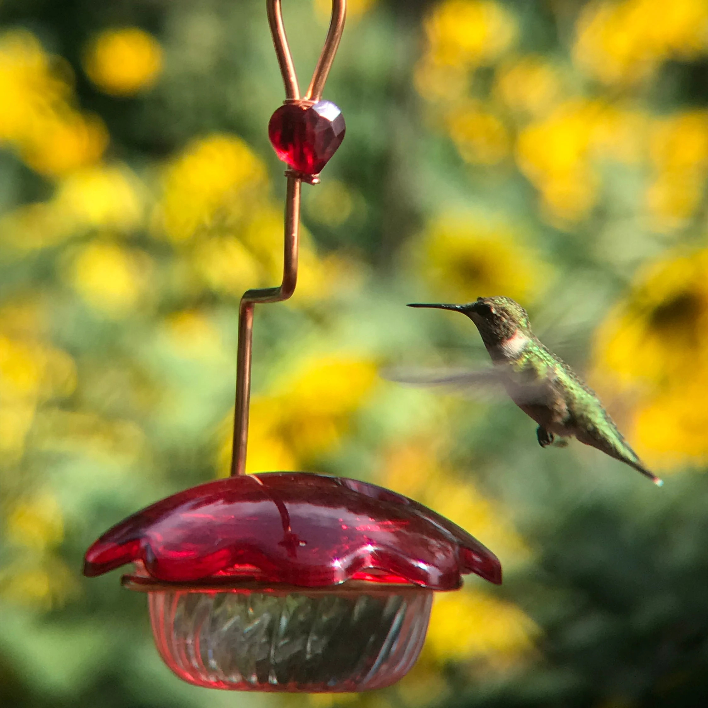 Hummingbird feeder