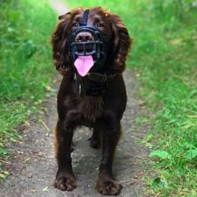 Baskerville Ultra Muzzle Bozal tipo canasta para perros