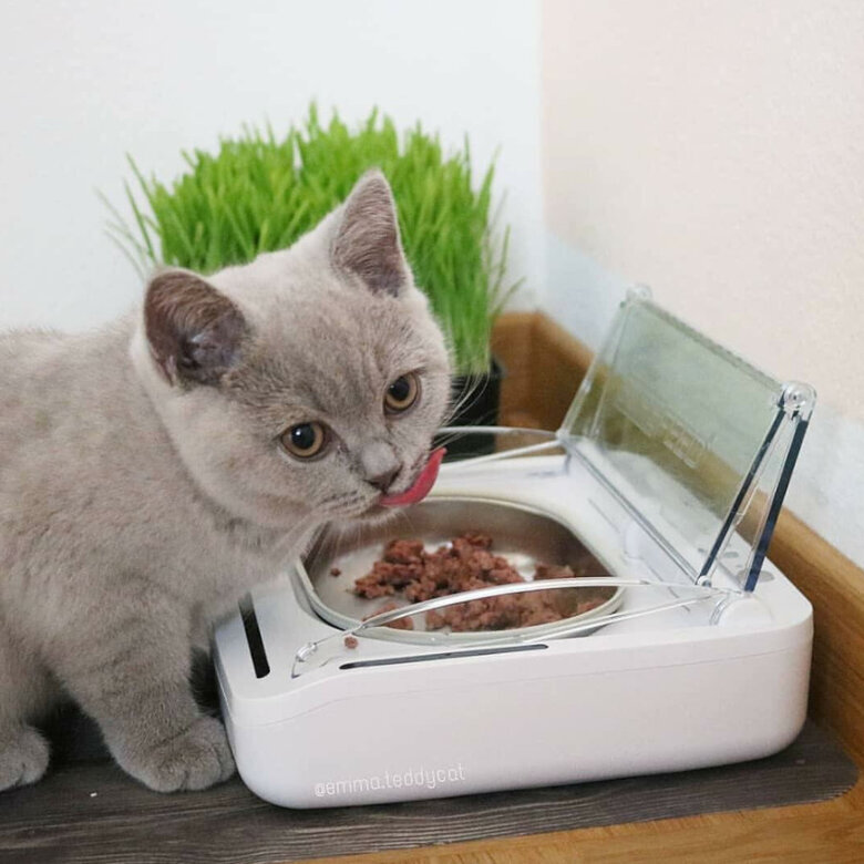 Sure Petcare Surefeed Comedero Automático con Microchip