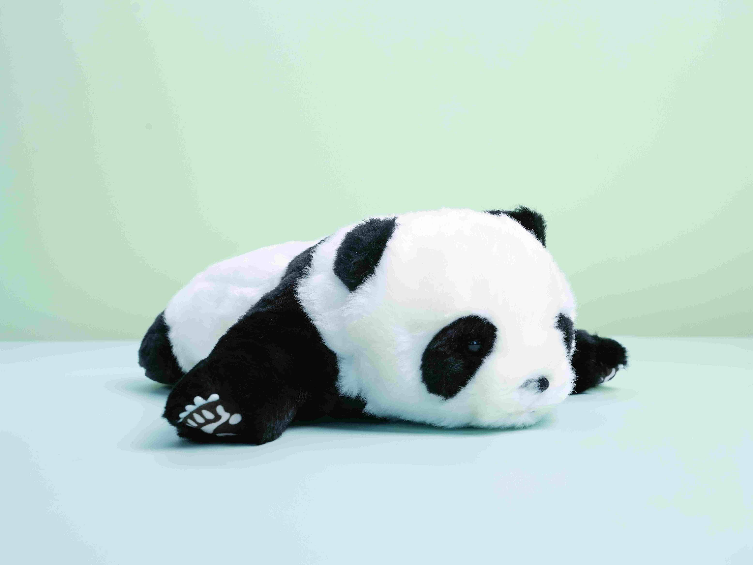 30-Day/40-Day Cuddly Panda Plush Toy