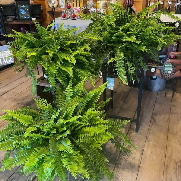 🔥 $9.96 On Sale Only Today 🌱 UV-Resistant Lifelike Artificial Boston Fern