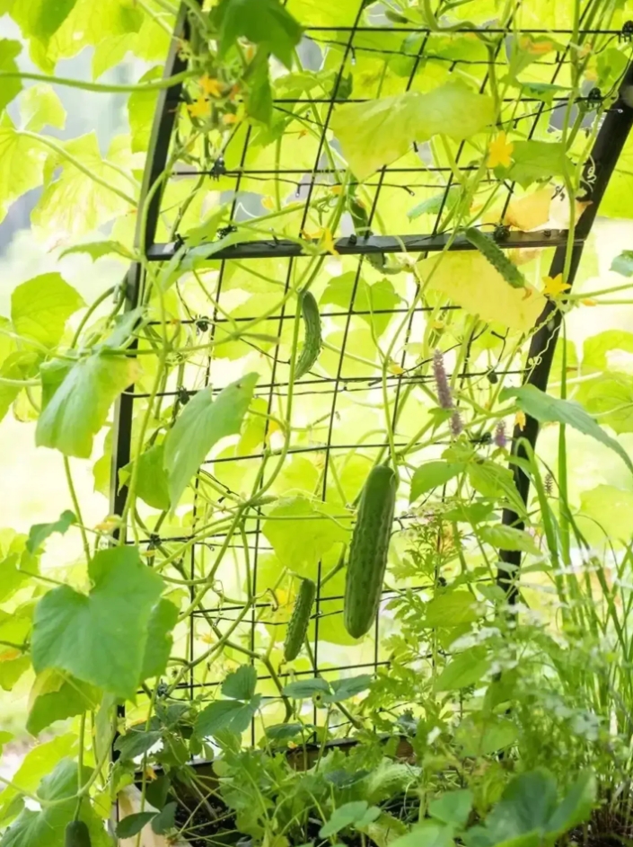 🌷Spring Clearance Sale ⚡ Limited Stock-Only $ 24.98 EACH🔥8' X 2' x 4' Self-Watering Eco-Stained Elevated Planter Box+ Arch Trellis
