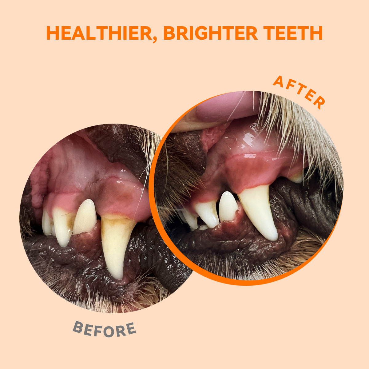 Puainta® Dental Powder, Teeth Cleaning Tartar Remover Cat Dog
