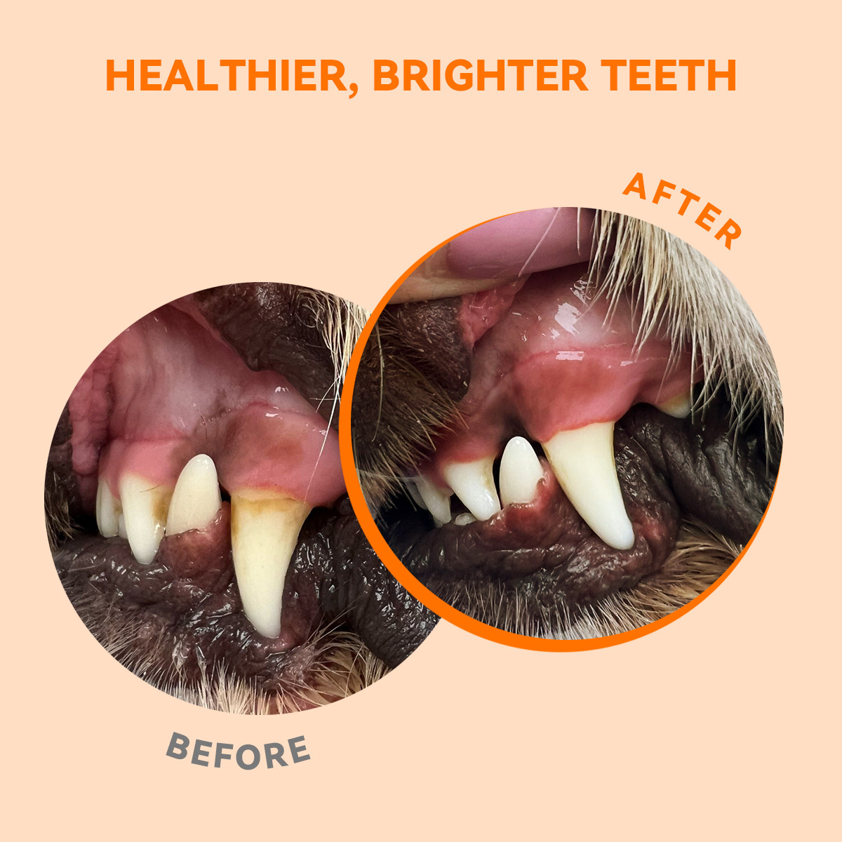 Puainta® Dental Powder, Teeth Cleaning Tartar Remover Cat Dog