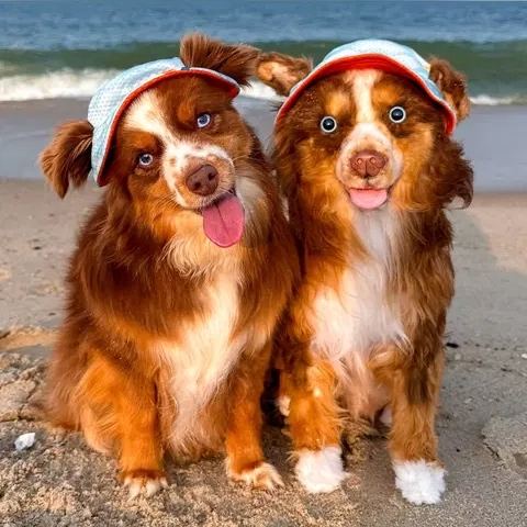 Handmade Custom Stuffed Animals of Your Baby Pet