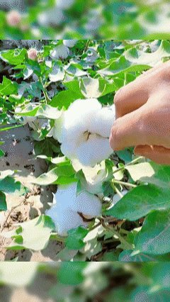 (🔥Specjalna oferta na Halloween: 60% zniżki – Nie przegap!🔥) Pluszowe kapcie w kształcie dyni na Halloween ✅Kup dwie pary butów za jedyne 162 zł