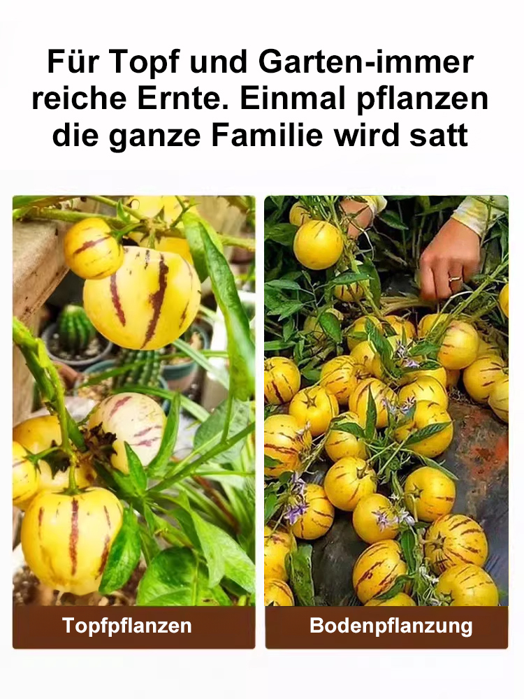 【Ergebniss des Jahres】Vier Jahreszeiten können gepflanzt werden, winterhart, trockenheitsresistent, 