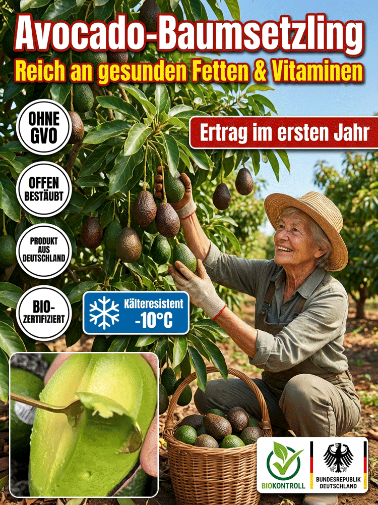 Jetzt gepflanzte Avocado-Setzlinge, die in zwei Monaten Früchte tragen.