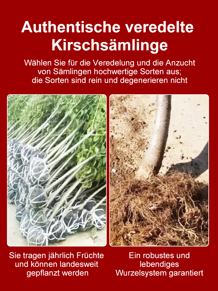 🍒 Bio-Kirschbaum | Ernte schon im ersten Jahr ✅