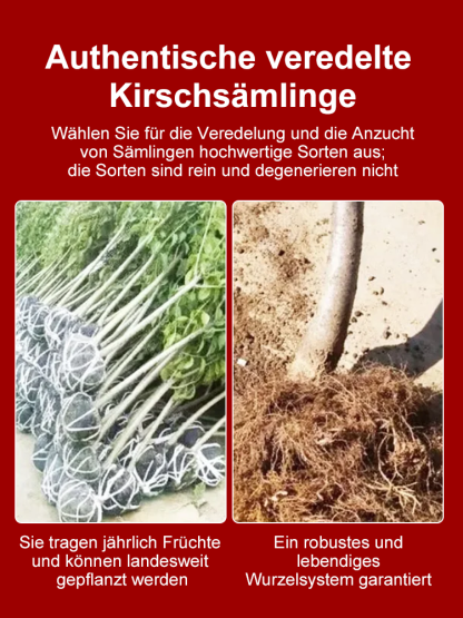🍒 Bio-Kirschbaum | Ernte schon im ersten Jahr ✅