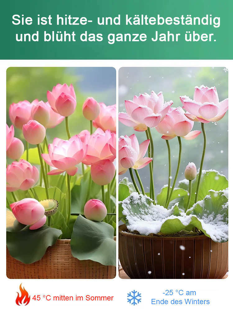 Glücksbringende Wasserlotussamen✨ Keine Erde nötig, Blütezeit bis zu 200 Tage.