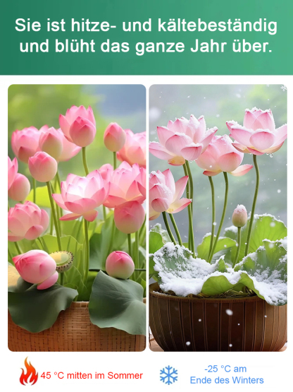 Glücksbringende Wasserlotussamen✨ Keine Erde nötig, Blütezeit bis zu 200 Tage.