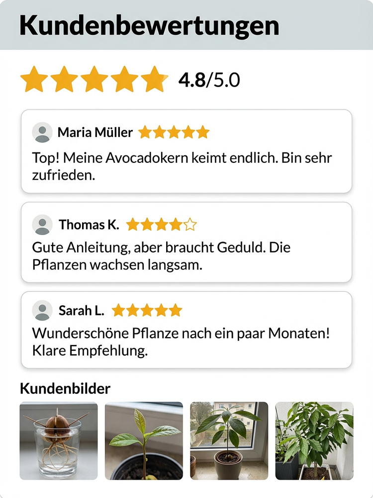 Jetzt gepflanzte Avocado-Setzlinge, die in zwei Monaten Früchte tragen.