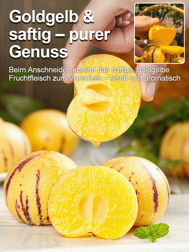 【Ergebniss des Jahres】Vier Jahreszeiten können gepflanzt werden, winterhart, trockenheitsresistent, 