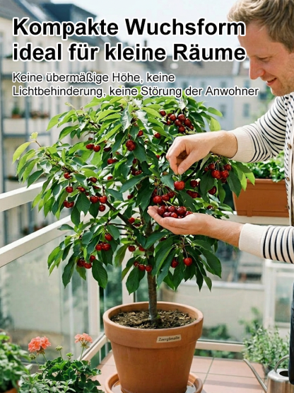 🍒 Bio-Kirschbaum | Ernte schon im ersten Jahr ✅