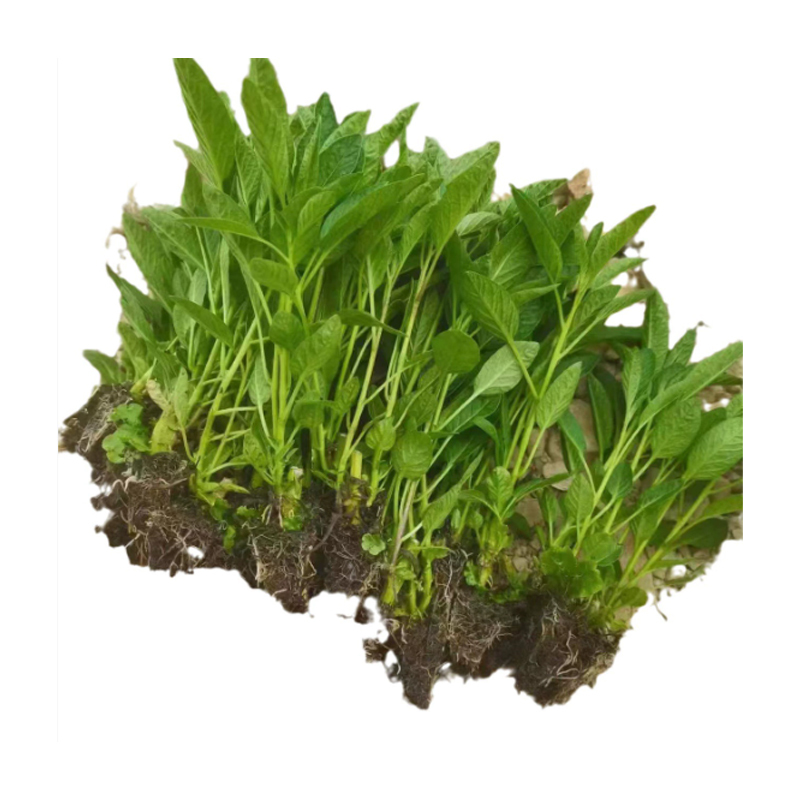 【Ergebniss des Jahres】Vier Jahreszeiten können gepflanzt werden, winterhart, trockenheitsresistent,