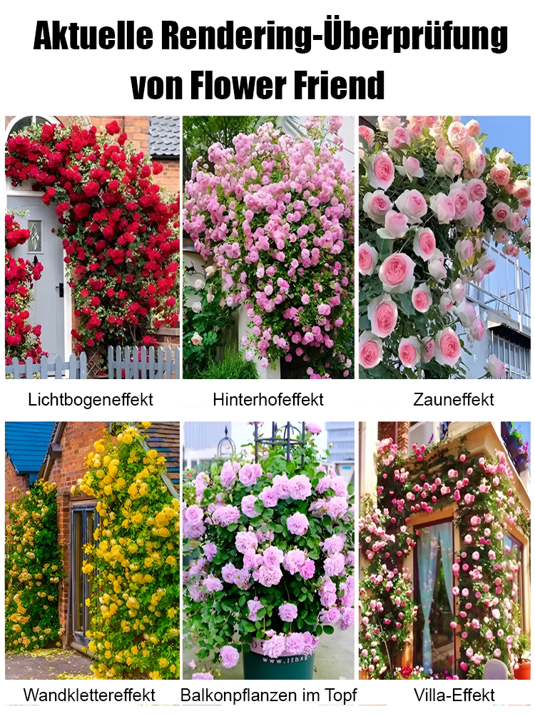 🌹 Ganzjährig Blühende Kletterrosensamen - Schnellwachsend (1m/Monat) | 50% Rabatt + Versandfrei ✨