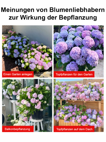  Dreifarbige, seltene, mehrjährige Schachbrett-Hortensie mit gefüllten Blüten【99% Überlebensrate】