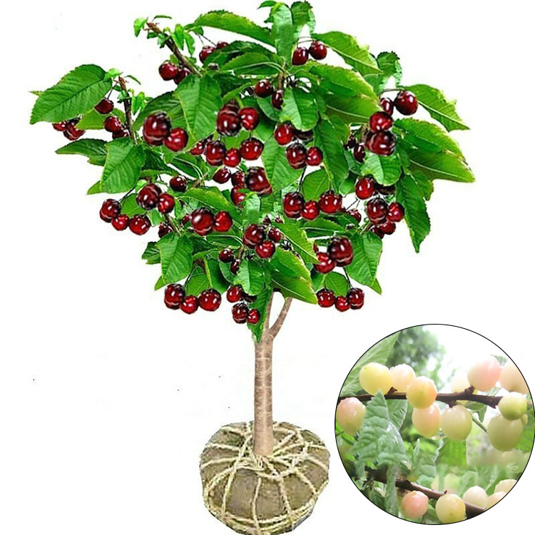 🍒 Bio-Kirschbaum | Ernte schon im ersten Jahr ✅