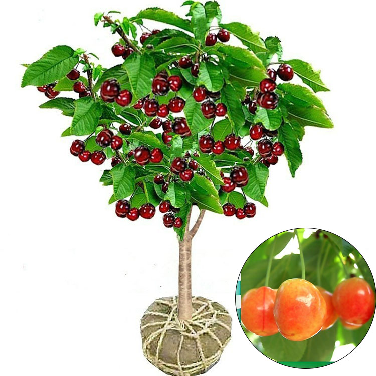 🍒 Bio-Kirschbaum | Ernte schon im ersten Jahr ✅