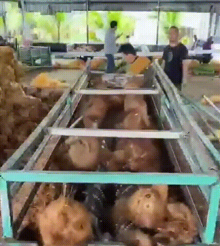 翻译件-XX23041302M-绿植营养土【有机天然椰砖】-1036449_10.gif