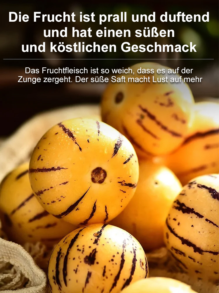 【Ergebniss des Jahres】Vier Jahreszeiten können gepflanzt werden, winterhart, trockenheitsresistent, 