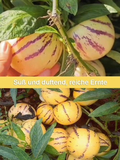 【Ergebniss des Jahres】Vier Jahreszeiten können gepflanzt werden, winterhart, trockenheitsresistent, 