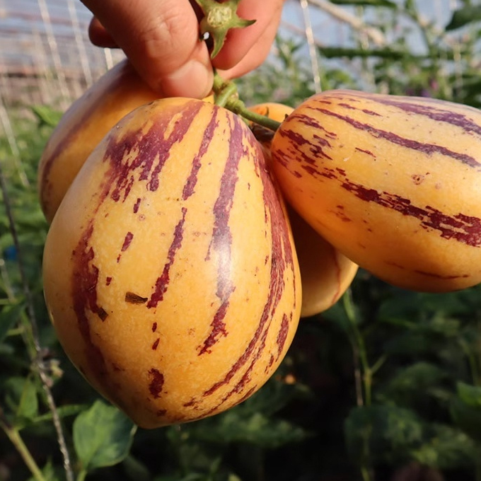 Zucker- und blutdrucksenkender, milchiger, gelber Topf-Pfirsichmelonen.