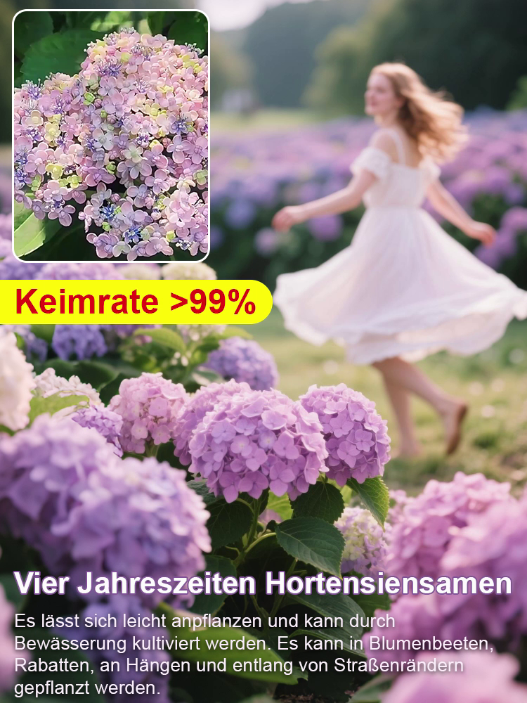  Dreifarbige, seltene, mehrjährige Schachbrett-Hortensie mit gefüllten Blüten【99% Überlebensrate】