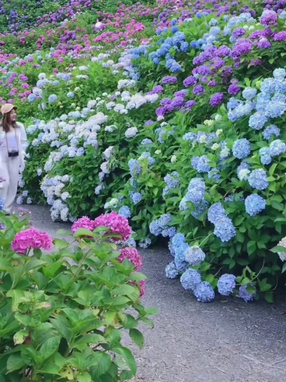  Dreifarbige, seltene, mehrjährige Schachbrett-Hortensie mit gefüllten Blüten【99% Überlebensrate】