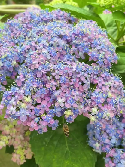  Dreifarbige, seltene, mehrjährige Schachbrett-Hortensie mit gefüllten Blüten【99% Überlebensrate】