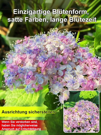  Dreifarbige, seltene, mehrjährige Schachbrett-Hortensie mit gefüllten Blüten【99% Überlebensrate】