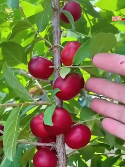 Sonnenschein Kirschbaum Sämling -35°C Winterhart 80cm/Jahr Kalziumfrucht Seltene Sorte