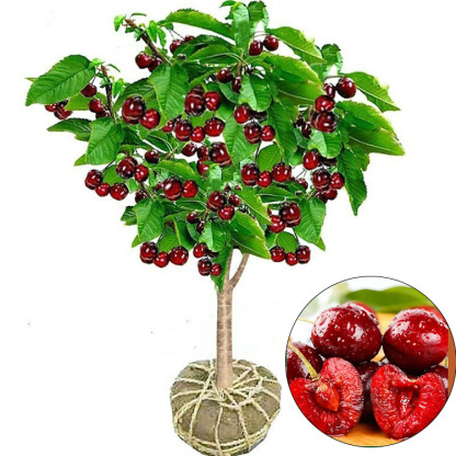 🍒 Bio-Kirschbaum | Ernte schon im ersten Jahr ✅