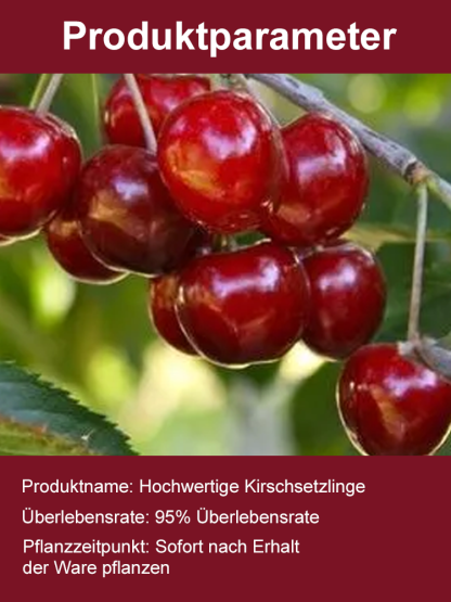 🍒 Bio-Kirschbaum | Ernte schon im ersten Jahr ✅