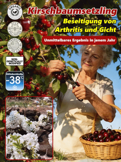 Veredelte Premium-Säulenkirsche–Erntebereit ab Mai | Winterhart & Selbstfruchtend！